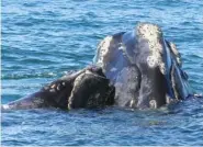  ??  ?? A North Atlantic right whale mother and calf are seen March 11 in waters near Cumberland Island, Ga.