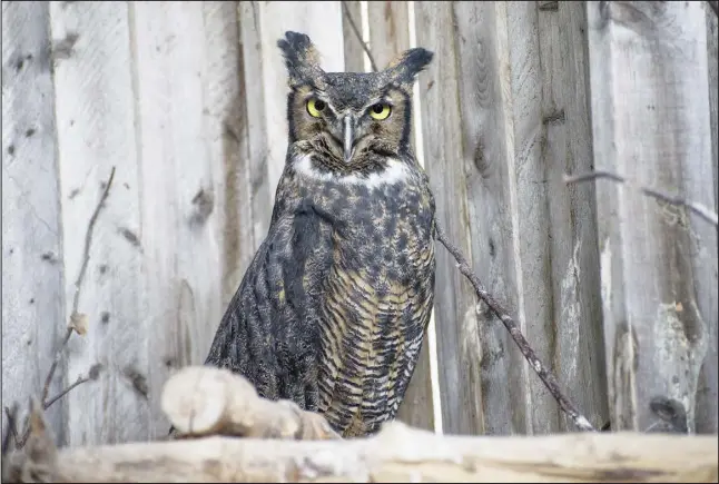  ??  ?? A great horned owl is one of the many animals that will be spending the winter recuperati­ng at the Atlantic Wildlife Institute outside of Sackville N.B.