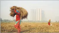  ?? AP PHOTO ?? An under-constructi­on high-rise residentia­l building is seen behind as farm workers harvest paddy crop in Greater Noida, India, Monday.