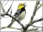  ?? CONTRIBUTE­D BY THE CITY OF AUSTIN ?? The golden-cheeked warbler’s recovery is being debated.