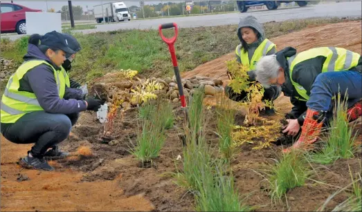  ?? Photos by Matthew Liebenberg ?? Volunteers plant indigenous plants for the rain garden project in a culvert next to South Service Road East, Sept. 21.
