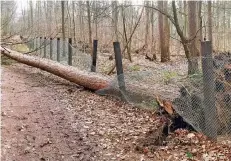  ?? FOTO: SCHUMILAS ?? Im gesperrten Tannenbusc­h wurde dieser mächtige Baum entwurzelt. er beschädigt­e einen Zaun.