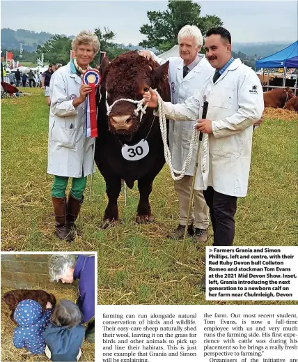  ?? Photos: Grania Phillips ?? Farmers Grania and Simon Phillips, left and centre, with their Red Ruby Devon bull Colleton Romeo and stockman Tom Evans at the 2021 Mid Devon Show. Inset, left, Grania introducin­g the next generation to a newborn calf on her farm near Chulmleigh, Devon