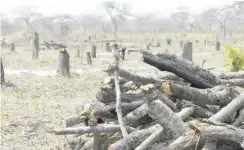  ??  ?? Wood stacks ready for charcoal burning