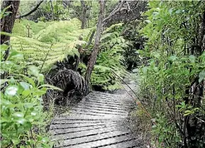  ?? ZIZI SPARKS/FAIRFAX NZ ?? The Centennial Park Bush Society hopes to make the park an urban sanctuary.