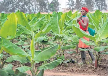  ??  ?? A worker tends to young banana trees in a farm close to the town of Caxito, set up by Novagrolid­er.