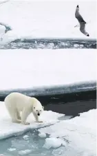  ?? MARK CHILVERS/THE WASHINGTON POST ?? Polar bears often rest at the edge of floes, conserving energy.