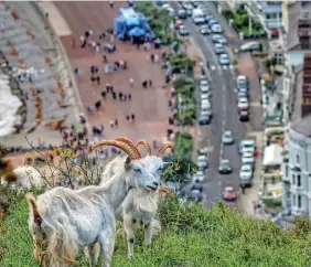  ?? KARL EASTWOOD ?? Some of Llandudno’s Kashmiri goats