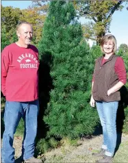  ?? TIMES PHOTOGRAPH­S BY ANNETTE BEARD ?? Martin and Jill Babb work all year preparing the Wonderland Christmas Tree Farm and gift shop to provide a special family holiday experience. This Virginia Pine has soft needles and makes an excellent tree.