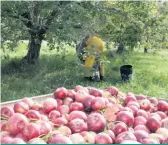  ??  ?? Les producteur­s de pommes ont refusé d’augmenter leurs cotisation­s à leur organisati­on syndicale.