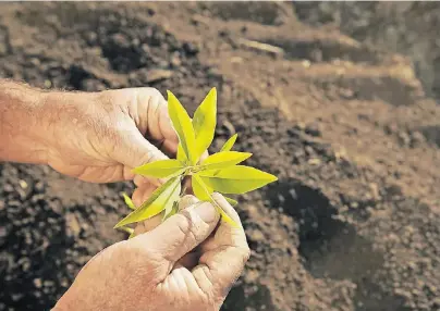  ?? FOTOS: JÄDERBERG & CIE ?? Jäderberg & Cie aus Hamburg bietet Anlegern an, sich an nachhaltig bewirtscha­fteten Sandelholz­plantagen zu beteiligen.