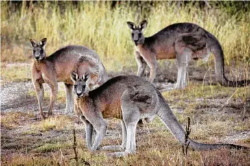  ?? Mark Graham/Associated Press ?? The grey kangaroo is among the four kangaroo species hunted in Australia.