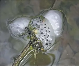  ?? BY PAM OWEN ?? Spotted salamander eggs attached to twigs in the middle of a breeding pool.
