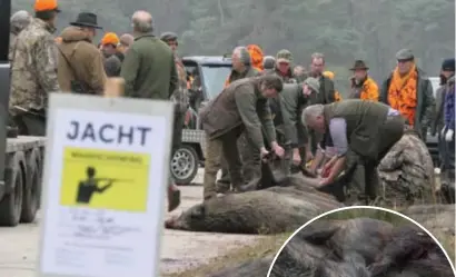  ?? FOTO'S ZAHRA BOUFKER ?? De jacht in Hechtel-Eksel was “een megasucces”. Nooit werden er in Vlaanderen meer evers afgeschote­n.