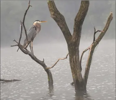  ?? (NWA Democrat-Gazette/Flip Putthoff) ?? A great blue heron rests on a branch Thursday June 9 at Bob Kidd Lake near Prairie Grove.