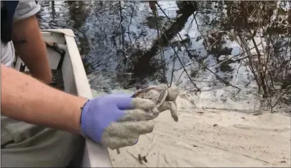  ?? PETER HARRISON/EARTHJUSTI­CE VIA AP ?? In this screen grab from a Sept. 21, video provided to The Associated Press by Earthjusti­ce, an environmen­tal advocacy group, a turtle is plucked from gray muck along the Cape Fear River near the L.V. Sutton Plant near Wilmington, N.C.