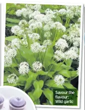  ??  ?? Savour the flavour: Wild garlic