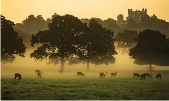  ??  ?? The deer enjoy their own conservati­on area