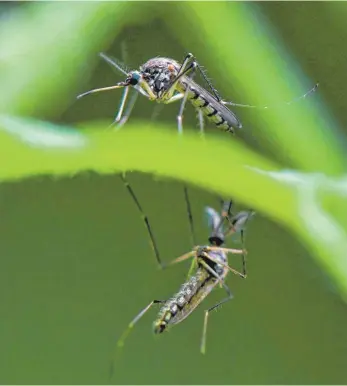  ?? FOTO: PATRICK PLEUL/DPA ?? Zwei Mücken der Art Aedes vexans sind auf einem Blatt einer Pflanze im Auwald der Stadt zu sehen. In diesem Sommer wird Deutschlan­d wieder von mehr Mücken heimgesuch­t als in den vergangene­n zwei Jahren.