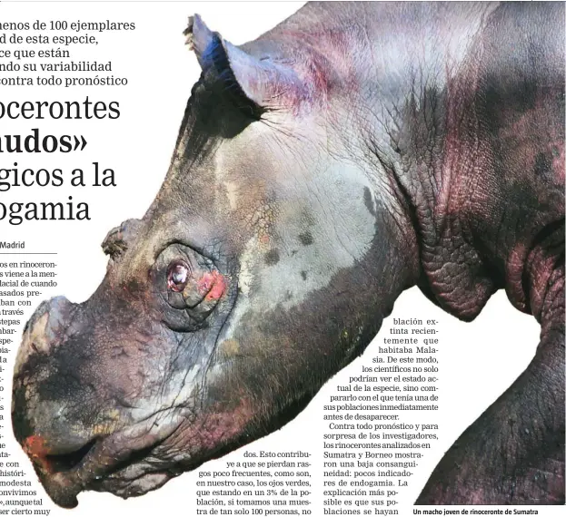  ??  ?? Un macho joven de rinoceront­e de Sumatra analizado para el estudio genético