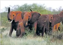  ?? KAREL PRINSLOO/ASSOCIATED PRESS FILE PHOTO ?? President Donald Trump on Friday reversed the government’s decision to start allowing hunters to import trophies of elephants that were killed in two African countries, pending a further review.