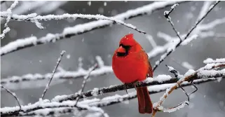  ?? ?? “Cardinals appear when angels are near,” so the saying goes. (Dreamstime/tns)