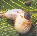  ?? Pictures: ISTOCK ?? From spiralling whitefly to pesky ants and rhinoceros beetle grubs, some pests can wreak havoc.