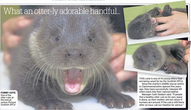  ??  ?? FURRY CUTE One of the otter cubs at the rescue centre. Picture: Scottish SPCA