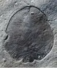  ?? Foto: Ilya Bobrovskiy, dpa ?? Kein Blatt, sondern ein Tier: das Fossil Dickinsoni­a.