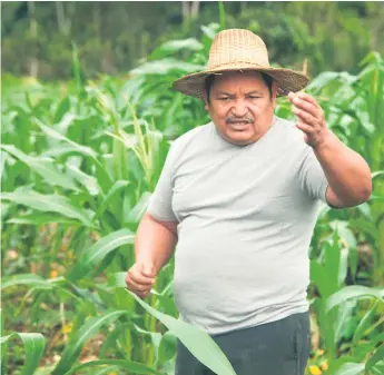  ?? FOTOS: JAVIER ROSALES ?? DEDICACIÓN. A don Antonio López se le puede ver a diario en su propiedad al pie de la cordillera Nombre de Dios alimentand­o a sus animales y trabajando como agricultor.