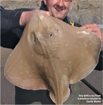  ??  ?? Roy with a ray from a previous session in South Wales