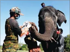  ?? SUPPLIED/AFP ?? Elephants at a reserve in southern India have been tested for Covid-19 after a lion died of the virus.