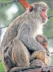  ?? BHARAT BHUSHAN/HT ?? MOTHER CARE: A monkey protects her young one from rain at Deer Park in Patiala on Sunday.