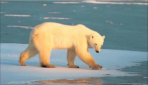  ?? PAUL J. RICHARDS / AFP ?? Un oso en los alrededore­s del pueblo de Churchill, junto a la bahía de Hudson en Canadá