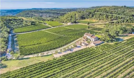  ?? PD ?? Vinarija Kabola zasad jedina u Istri vinograde održava po principima eko proizvodnj­e