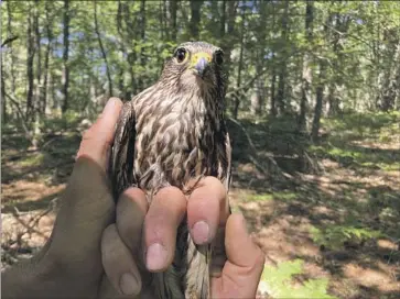  ?? John Flesher Associated Press ?? A MERLIN near Lake Michigan. The species is recovering from a significan­t drop-off caused by pesticides. But recovery of some species through restoratio­n efforts has made comebacks harder for others in peril.