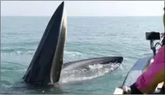  ??  ?? A Bryde’s whale approaches the scientific research ship during predation. Bryde’s whales are rarely caught hunting near the ship. The team shuts down their motors.