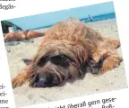  ?? FOTO: DPA ?? Hunde sind nicht überall gern gesehen. Zum Teil werden saftige Bußgelder fällig, wenn der Vierbeiner sich am Strand aalt.