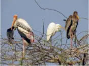  ??  ?? A mixed flock of Painted Stork, Large Egret, Indian Cormorant at Delhi zoo