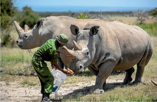  ?? AP ?? Female northern white rhinos Fatu, 19, right, and Najin, 30, left, the last two northern white rhinos on the planet, are fed some carrots by a ranger in their enclosure at Ol Pejeta Conservanc­y, Kenya.