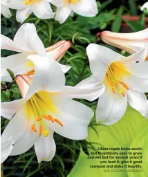  ?? NEIL ROSS/NZ GARDENER ?? Lilium regale looks exotic but is relatively easy to grow and will last for several years if you feed it, give it good compost and stake it heartily.