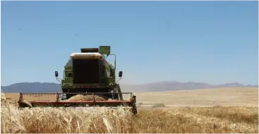  ?? Jeandré van der Walt ?? ABOVE:The winter wheat harvesting process is in full swing across the Western Cape, with malting barley emerging as the star of this year’s winter grains.