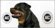  ?? AP PHOTO — RICHARD DREW ?? Talos, a Rottweiler, poses for photos as the American Kennel Club’s breed rankings are announced, in New York, Tuesday, March 21, 2017. At No. 8, the Rottweiler posted its highest ranking in almost 20 years as Labrador retrievers extended their record...