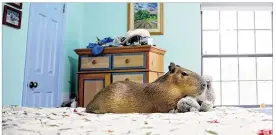  ?? SHELBY TAUBER / AMERICAN-STATESMAN ?? Mudskipper cuddles with her toy bear in bed. A capybara can weigh 120 pounds when fully grown.