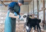  ??  ?? Farmer confidence remains low but is expected to improve after Fonterra lifts its payout forecast and three consecutiv­e rises in GlobalDair­y Trade auctions.