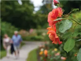  ??  ?? ROSEHAGEN: Baroniets rosehage er kjent for sin frodighet. Nå har den slått ut i full blomst.