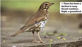  ??  ?? There has been a decline in song thrush numbers. Right, a greenfinch