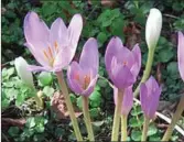  ??  ?? Colchicum autumnale