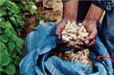  ??  ?? Peanuts, pumpkin seeds and lichens are favorite foods of Yunnan snub-nosed monkeys.