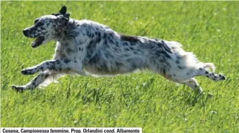  ?? ?? Cesena, Campioness­a femmine. Prop. Orlandini cond. Albamonte